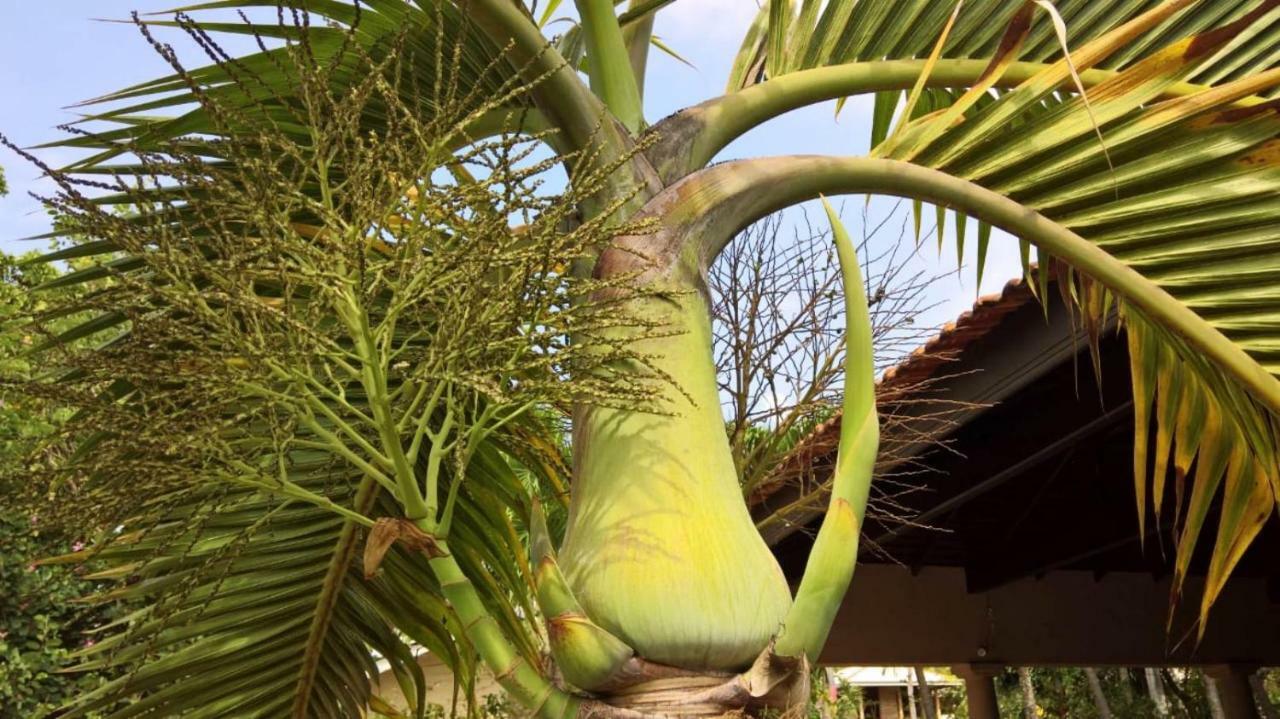 Tropical Villas Negombo Ngoại thất bức ảnh